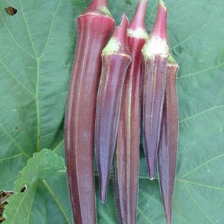 เมล็ดพันธุ์ กระเจี๊ยบ เรดเบอร์กันดี Red Burgundy Okra Seed 30 เมล็ด คุณภาพดี ของแท้ 100%