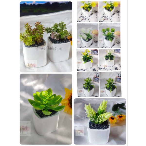 ต้นไม้ปลอม ต้นไม้มินิมอล พร้อมส่ง ตกแต่งสถานที่ โต๊ะทำงาน น่ารักๆ ((ใหม่ 2022))