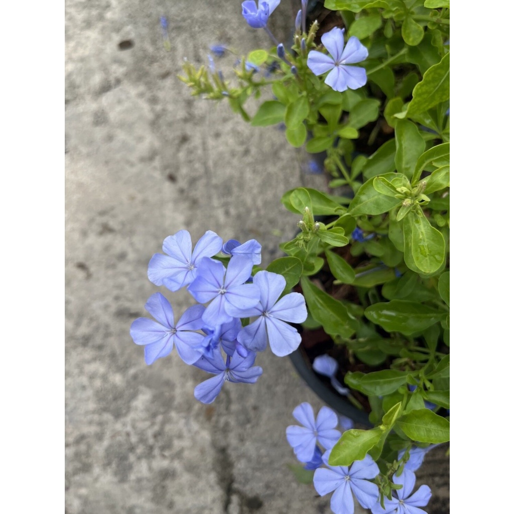 มุมมอง 4