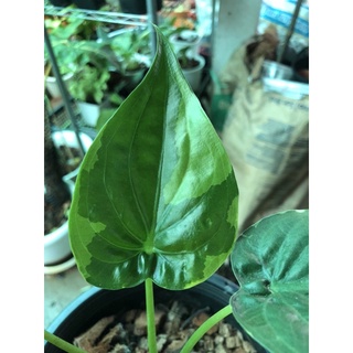 กวักใบโพธิ์ด่าง Alocasia cucullata variegated รับสองต้น 3000บาท ขอดูต้นจริงก่อนสั่งได้ค่ะ