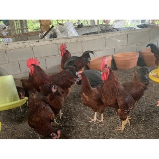 ไข่เชื้อสำหรับฟักพันธุ์โรดแดงออสเตรเลีย ไข่ไก่ ไข่ไก่สายพันธ…