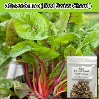 🌱เมล็ดผักสลัด สวิสชาร์ดแดง 35 บาท 📌งอกดีมีคู่มือการปลูก (Red Swiss Chard)  / ผักอินทรีย์ ผักสลัด เมล็ดสลัดรวม เมล็ดผัก