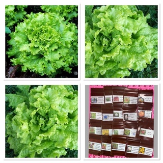 เมล็ดพันธุ์ ผักสลัด แกรนด์แรพิด (Grand Rapids Lettuce Seed) บรรจุ 100 เมล็ด