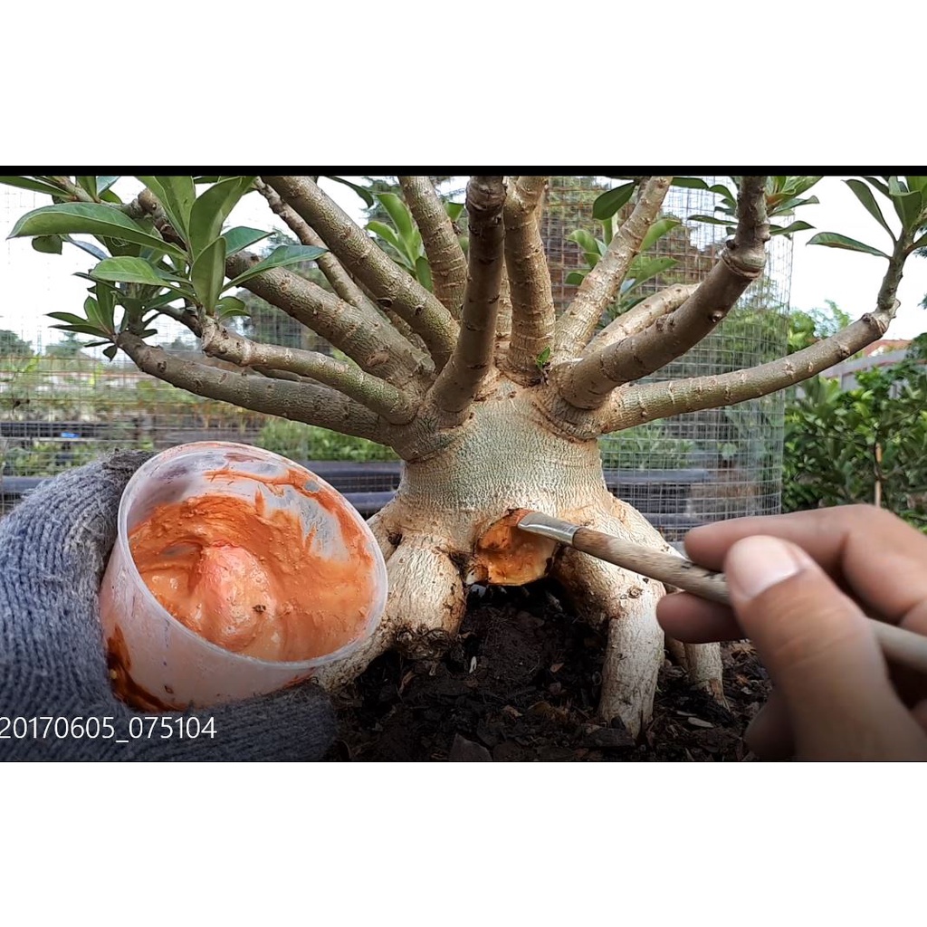 ปูนแดง(Red Lime) สำหรับทาแผลต้นไม้ ทาแผลหน่อกล้วยไม้ ทาแผลต้นชวนชม ทาแผลหน่อบอนสี