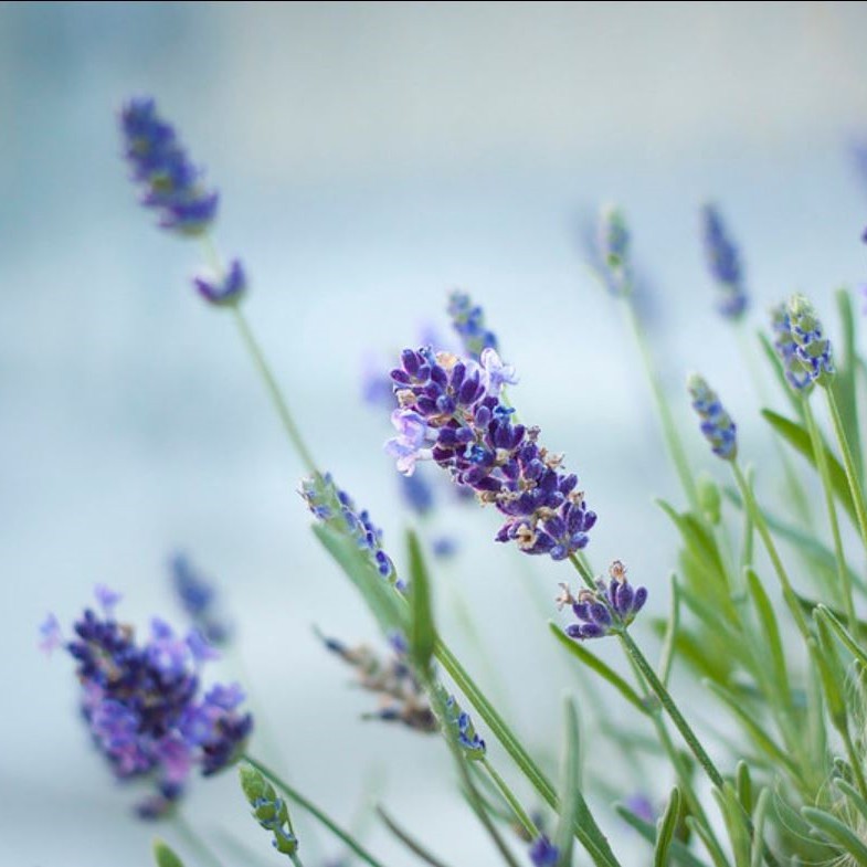 เมล็ดลาเวนเดอร์ 200 - 650เมล็ด Provence Lavander  (French Blue) ไม่ใช่ลาเวนเดอร์อังกฤษ - รูปที่ 2