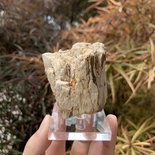 🪵White Petrified wood 🪨(ไม้กลายเป็นหินสีขาว)