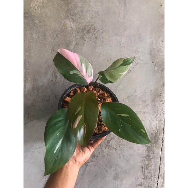 Philodendron pink princess marble 👸🏻