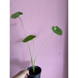 Colocasia muai sunrise 💚💚