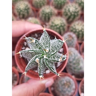 แอสโตรไฟตัม ออนาตัม Astrophytum Ornatum ขนาด 3 เซน