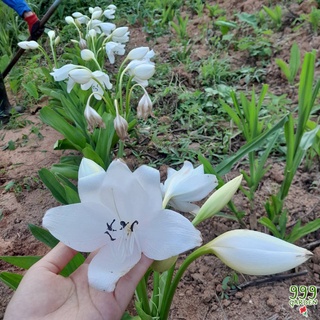 ว่านมหาบัวขาว ว่านมงคลดอกสวย ขายเป็นต้นค่ะ ( white natal lily / ว่านมหาบัว )