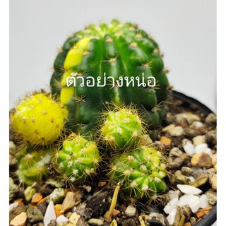 มีประกัน ส่งไว หน่อเด็ดสด อิชินอปด่าง  (echinopsis) ขนาดประมาณ 1 เซน สำหรับฝึกกราฟ หรือล่อราก (มีความเสี่ยง) #cactus