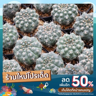 ยิมโน บัลเดียนัม Gymnocalycium Baldianum แคคตัส กระบองเพชร ขนาด 4 cm+++