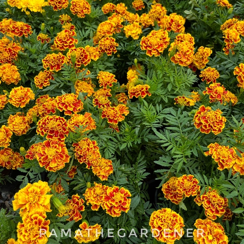 มุมมอง 2