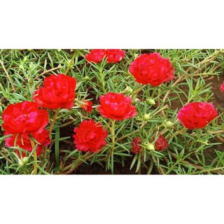 เมล็ดพันธุ์ แพรเซี่ยงไฮ้ สีแดง ( Red Mose Rose Seed ) บรรจุ 50 เมล็ด คุณนายตื่นสาย