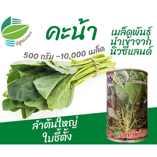 คะน้ายอด 500 กรัม ตราไก่