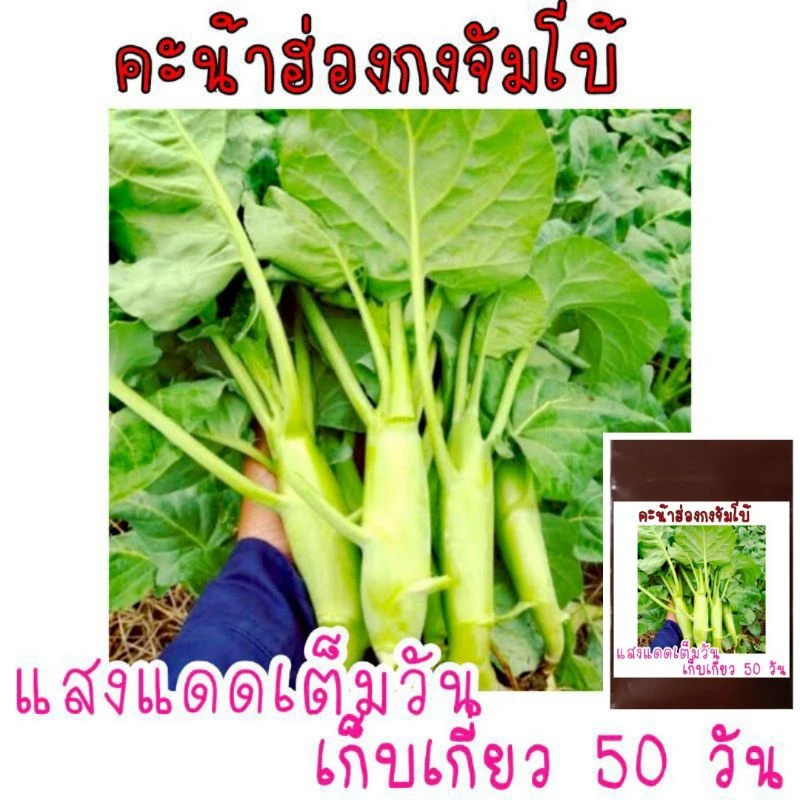 เมล็ดพันธุ์คะน้าเห็ดหอมฮ่องกงจัมโบ้ 500เมล็ด