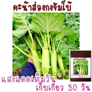 เมล็ด​พันธุ์​คะน้าเห็ดหอมฮ่องกง​จัมโบ้​ 500เมล็ด​