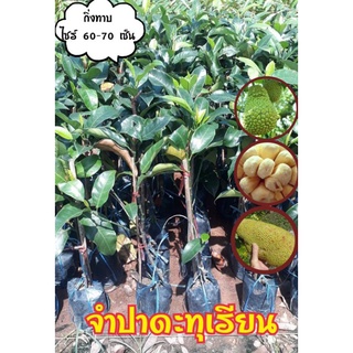 ต้นพันธุ์จำปาดะทุเรียน