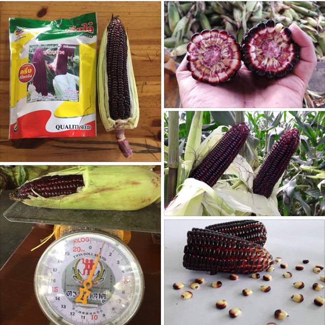 >> พร้อมส่ง << ข้าวโพดหวานม่วง 737 ขนาด500g