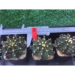 Gymnocalycium  (ยิมโน)ราคาถูก แคคตัสราคาส่ง กระบองเพชร