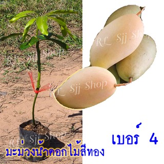 1 ต้น ต้นกล้ามะม่วงน้ำดอกไม้สีทอง เบอร์ 4  เสียบยอดโตเร็ว ผลใหญ่ แผลแห้งสนิท ลูกดก รับประกันพันธุ์แท้ สินค้าพร้อมส่ง!!!