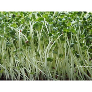 เมล็ดไมโครกรีน Green cabbage Microgreen บรรจุ 100 เมล็ด