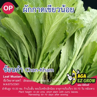 เมล็ดพันธุ์  ผักกาดเขียวน้อย ช้อนคำ บรรจุ 5 กรัม [โปรโมชั่น ซื้อ10ซอง แถมฟรี 1ซอง]