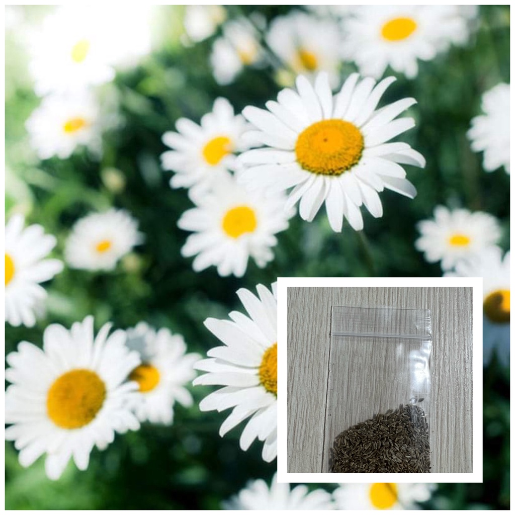 เมล็ดพันธุ์ ดอกเดซี่ สีขาว 500 เมล็ด White Daisy Silver Princess Seed เมล็ดพันธุ์แท้ ปลูกง่าย ไม่กลายพันธุ์