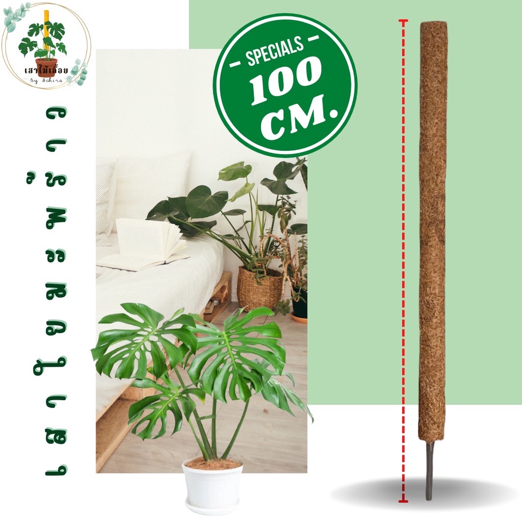 เสาใยมะพร้าว ขนาด 100 CM. หลักไม้เลื้อย เสาค้ำต้นไม้ ราคา ถูกที่สุด ดีลบีเคเค รูปภาพหลัก