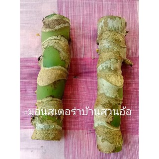 ท่อนพันธุ์มอนสเตอร่า ชุดละ 10 ท่อน