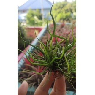 tillandsia bulbosa mini