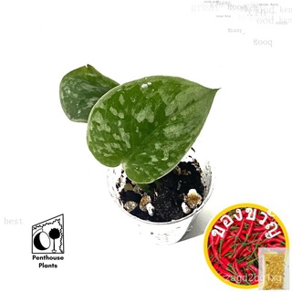 Scindapsus Pictus Silvery Ann Pothos - Holland芹菜/裙子/园艺/向日葵/种子/鲜花/男装/内裤/木瓜/苹果/ LUDX