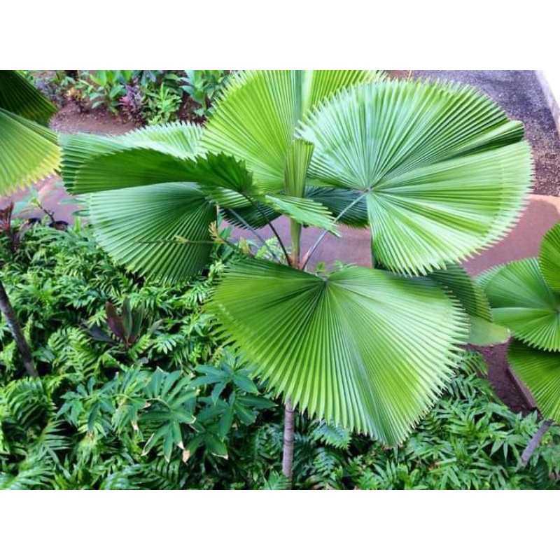 เมล็ดพันธุ์ปาล์มจีบ​ (Licuala​ grandis)​ พร้อมเพาะ​ 60​ บาทได้​ 60​ เมล็ด