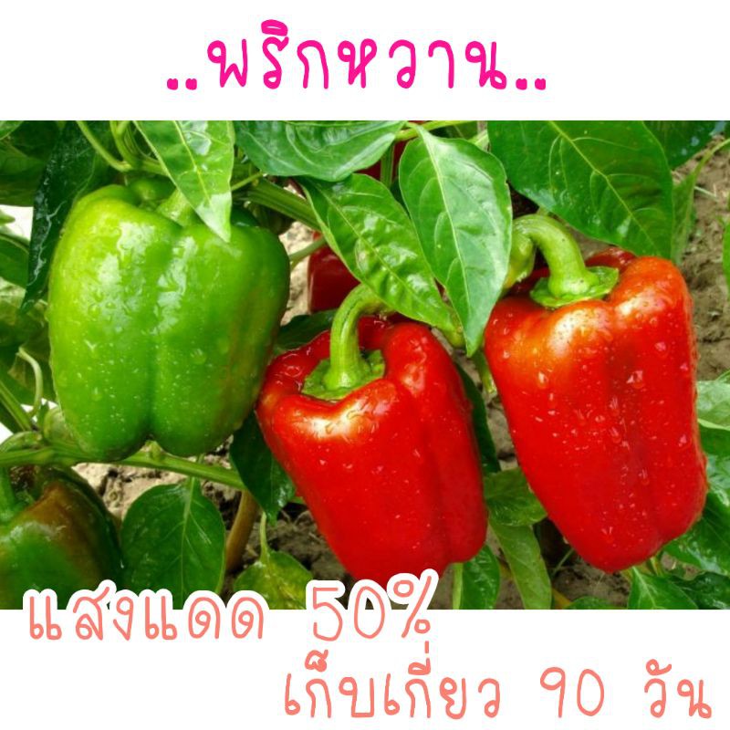 เมล็ด​พันธุ์​ พริกหวาน  100เมล็ด​ (ซองซิป)