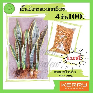 ลิ้นมังกรขอบเหลือง 4 ต้น 100บ.แถมฟรี กาบมะพร้าวสับขนาด 500กรัม (สั่งขั้นต่ำ 4 ต้น)ไม้ฟอกอากาศ ไม้มงคล