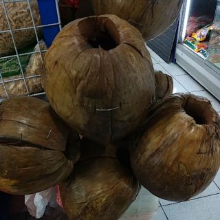 ลูกมะพร้าว มีเชือกมัดกรงได้