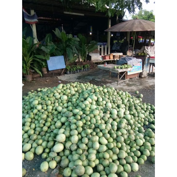 มะตูมอบแห้งพลังงานแสงอาทิตย์ 500กรัม อบแล้วหอมสามารถนำไปต้มได้เลยประโยชน์มากมาย - รูปที่ 2