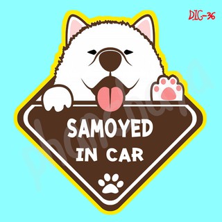 DIC36 สติ๊กเกอร์ ติดรถ Samoyed Dog In Car สติ๊กเกอร์ติดรถ แต่งรถ car sticker