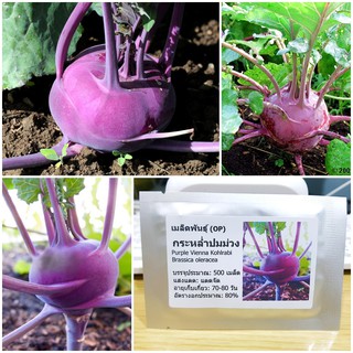 เมล็ดพันธุ์ กระหล่ำปมสีม่วง (Purple Vienna Kohlrabi Seed) บรรจุ 500 เมล็ด คุณภาพดี ราคาถูก ของแท้ 100%