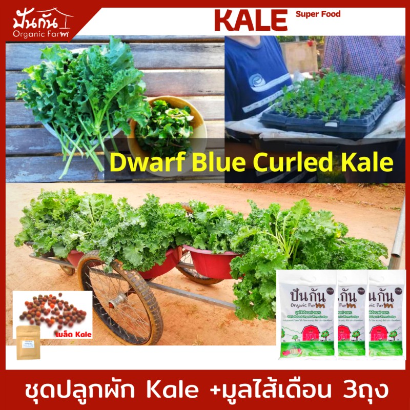 ชุดปลูก ผักเคล [เมล็ดพันธุ์ Kale 70 เมล็ด+คู่มือปลูก+มูลไส้เดือน950g.x 3ถุง] เมล็ดพันธุ์ผัก