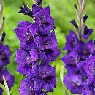 แกรนดิโอลัส (Gladiolus) หรือดอกซ่อนกลิ่นฝรั่ง สีม่วง 10หัว/ชุด