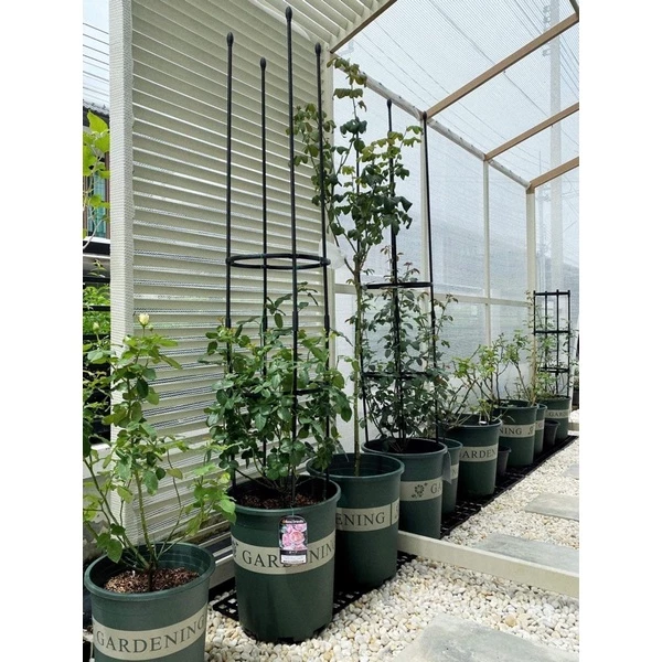 ~พร้อมส่งที่ไทย~ ไซส์ใหญ่มาก “กระถางปลูกต้นไม้ทรงมาตรฐาน รุ่นพิมพ์ลาย Gardening”