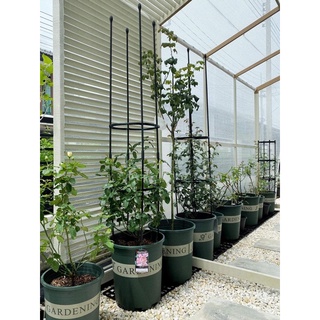 ~พร้อมส่งที่ไทย~ ไซส์ใหญ่มาก “กระถางปลูกต้นไม้ทรงมาตรฐาน​ รุ…