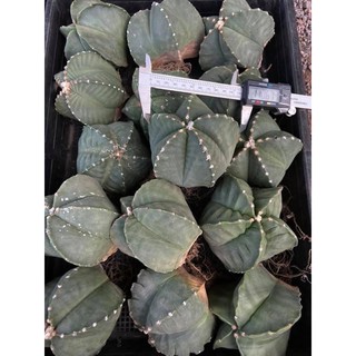 Astrophytum myriostigma มายริโอไซต์ใหญ่มาก