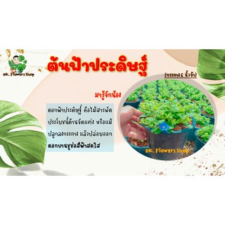 ฟ้าประดิษฐ์ (Ground Morning Glory)