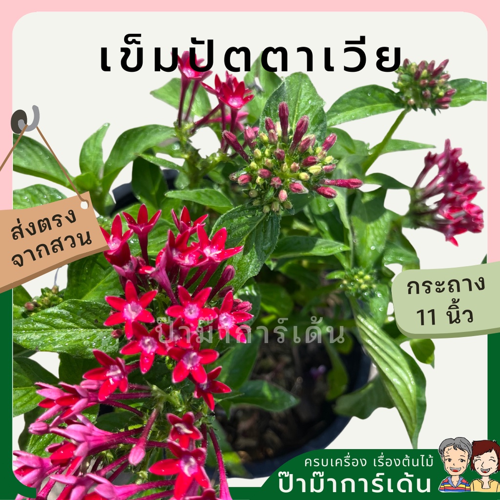 ต้นเข็มปัตเวีย มาพร้อมกระถาง 5-6 นิ้ว ไม้แดด ออกดอกตลอดปี สีสันจัดจ้าน