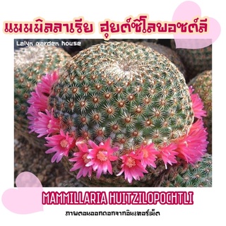 🤎🖤แมมฮุย (Mammillaria huitzilopochtli) ต้นโต เต็มกระถาง 2 นิ้ว หนามสีดำ ดอกสีชมพูเข้ม สวยมากๆเลยค่ะ 🤎🖤