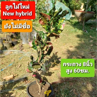 โกสน new hybrid  ไม้ใหม่ ไม่มีชื่อ ลูกไม้ ต้นโกต้น ไม้พันธุ์ใหม่ ไม่ได้ตั้งชื่อ