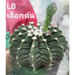 ยิมโน  LB ไฮบริด​ castus​ ให้เลือกต้นสวยๆมากมาย lb gymno