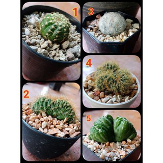 กระบองเพชร #cactus🌵🌵